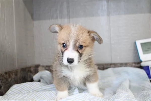 Female Pembroke Welsh Corgi puppy for sale at Shake A Paw Green Brook.