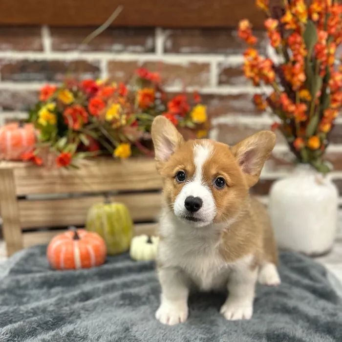 Male Pembroke Welsh Corgi puppy for sale at Shake A Paw Union.