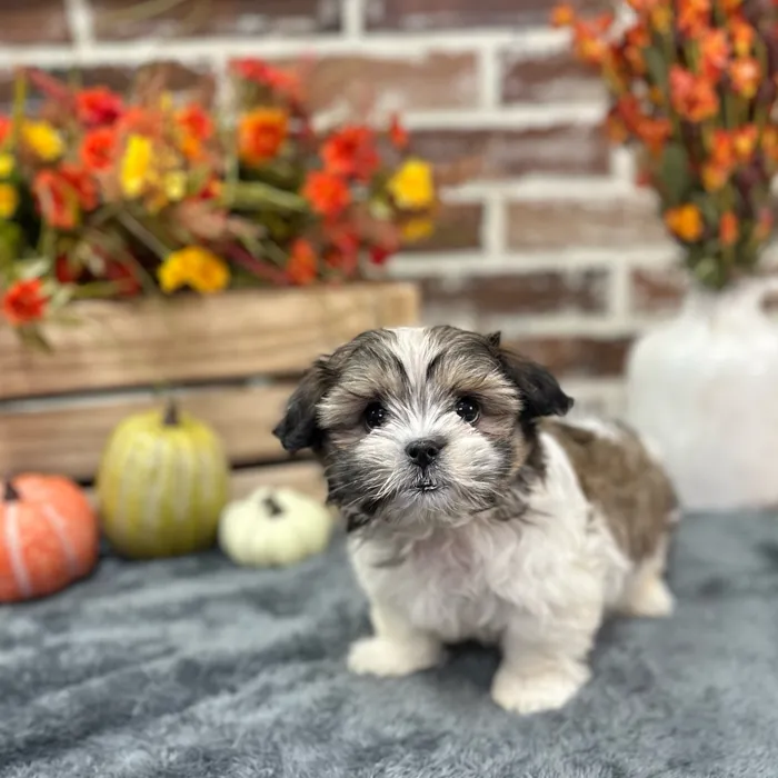 Female Maltese / Shih Tzu puppy for sale at Shake A Paw Union.