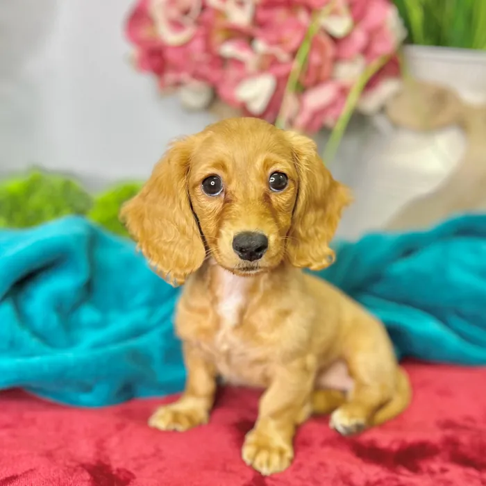 Female Dachshund puppy for sale at Shake A Paw Green Brook.