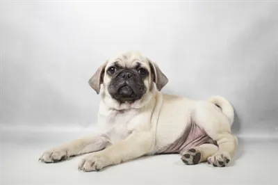 Male Pug puppy for sale at Shake A Paw Green Brook.