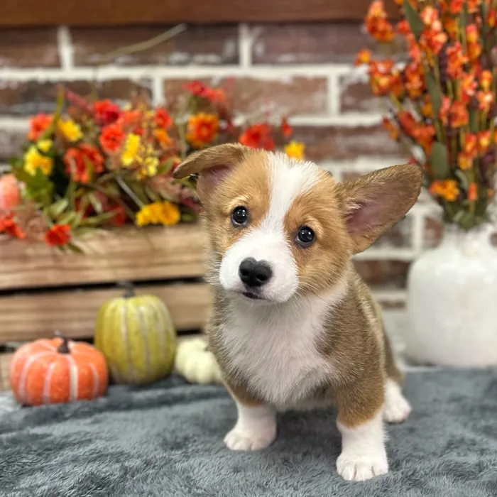 Male Pembroke Welsh Corgi puppy for sale at Shake A Paw Union.