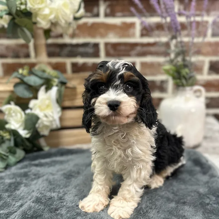 Male Cavapoo puppy for sale at Shake A Paw Union.