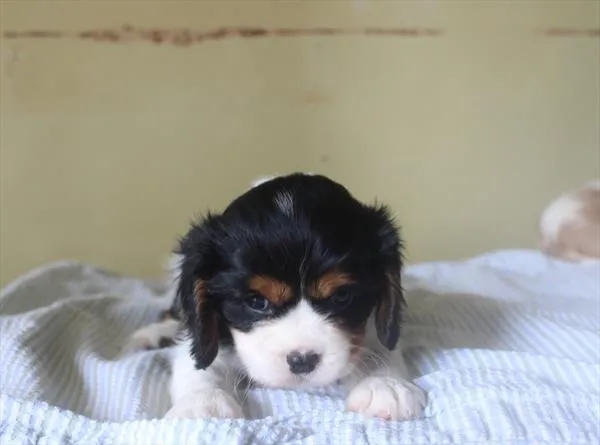 Female Cavalier King Charles Spaniel puppy for sale at Shake A Paw Union.