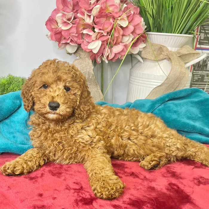 Female Poodle puppy for sale at Shake A Paw Green Brook.