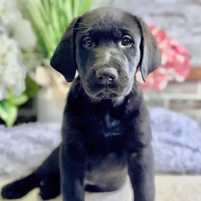 Male Labrador Retriever puppy for sale at Shake A Paw Green Brook.