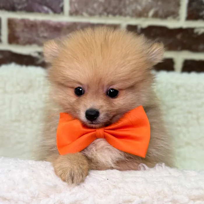 Male Pomeranian puppy for sale at Shake A Paw Union.