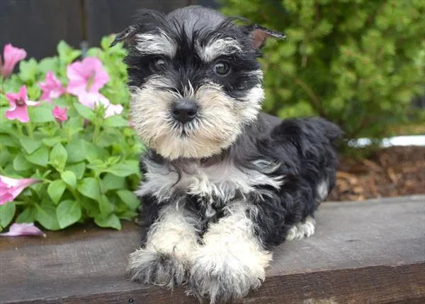 Male Mini Schnauzer puppy for sale at Shake A Paw Green Brook.
