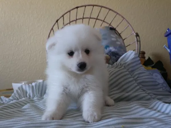 Male American Eskimo puppy for sale at Shake A Paw Green Brook.
