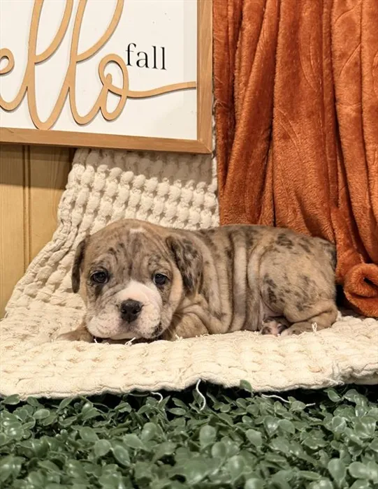 Male Beabull puppy for sale at Shake A Paw Union.