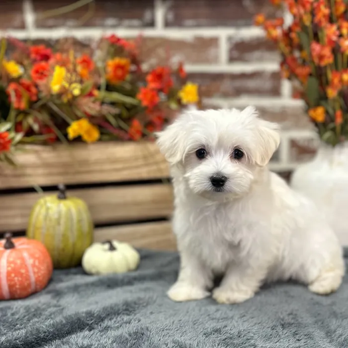 Female Maltese puppy for sale at Shake A Paw Union.