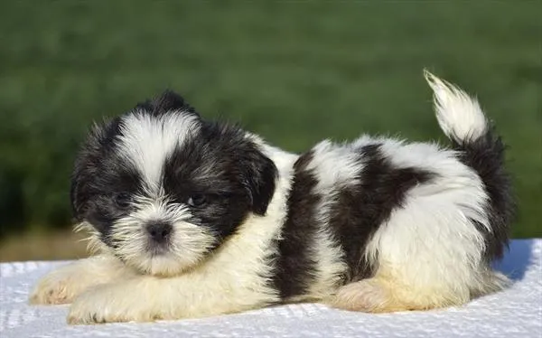 Male Shih Tzu puppy for sale at Shake A Paw Union.