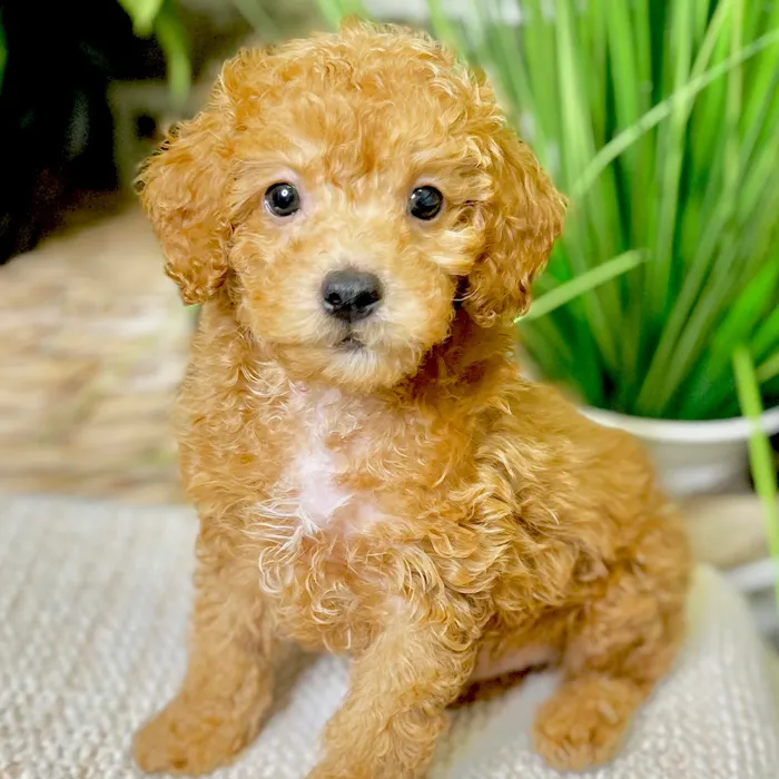 Male Poodle puppy for sale at Shake A Paw Green Brook.