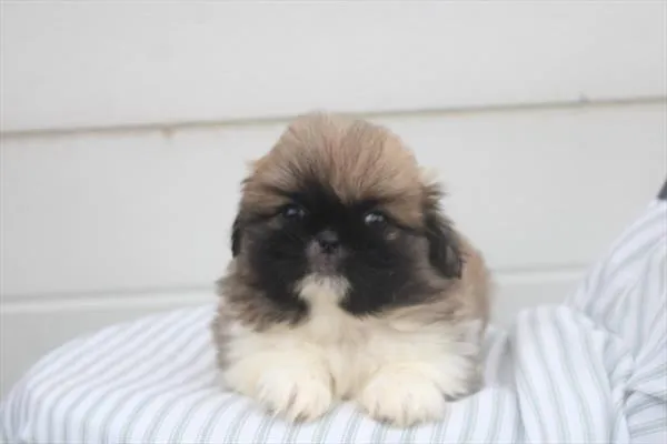 Female Pekingese puppy for sale at Shake A Paw Green Brook.