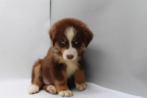 Male Mini American Shepherd puppy for sale at Shake A Paw Union.