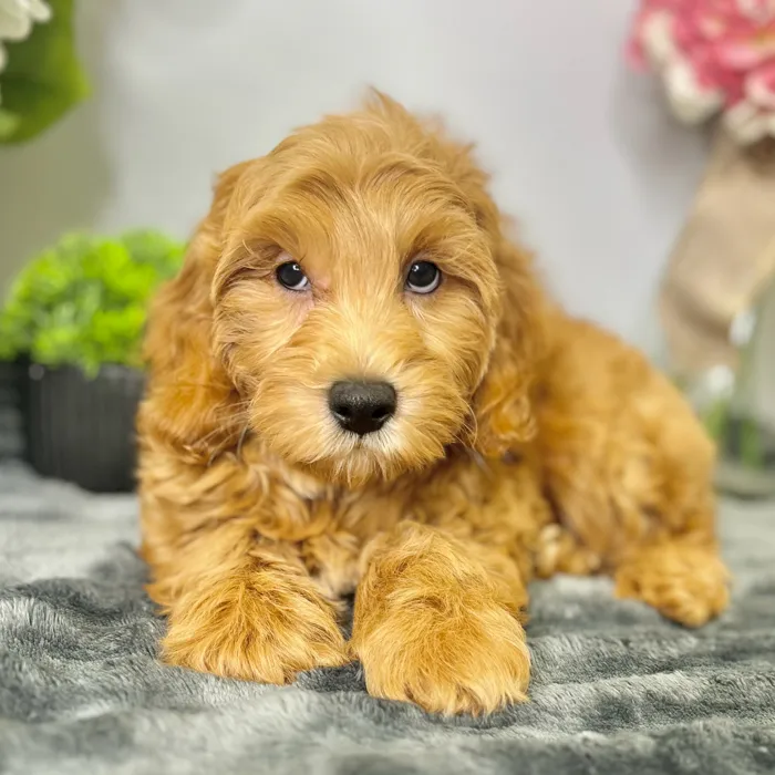 Male Mini Goldendoodle 2Nd Gen puppy for sale at Shake A Paw Green Brook.