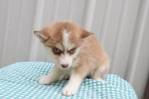Male Pomsky 2Nd Gen puppy for sale at Shake A Paw Green Brook.