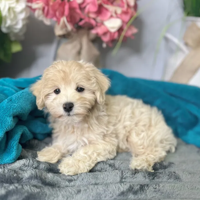 Female Maltipoo puppy for sale at Shake A Paw Green Brook.