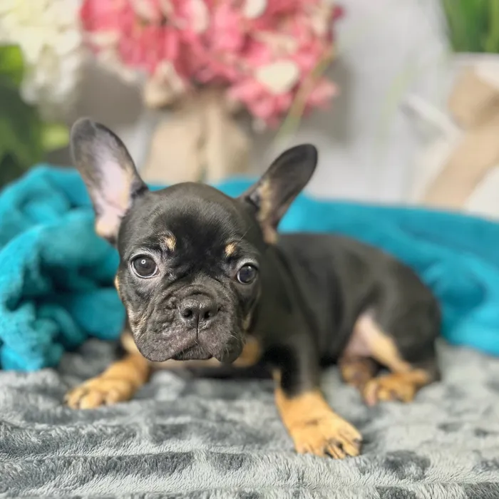 Female French Bulldog puppy for sale at Shake A Paw Green Brook.