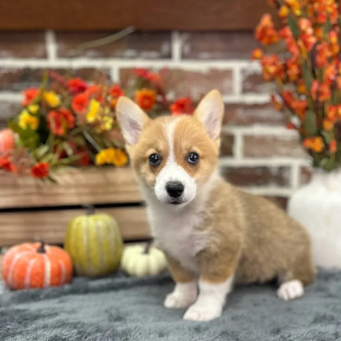 Female Pembroke Welsh Corgi puppy for sale at Shake A Paw Union.