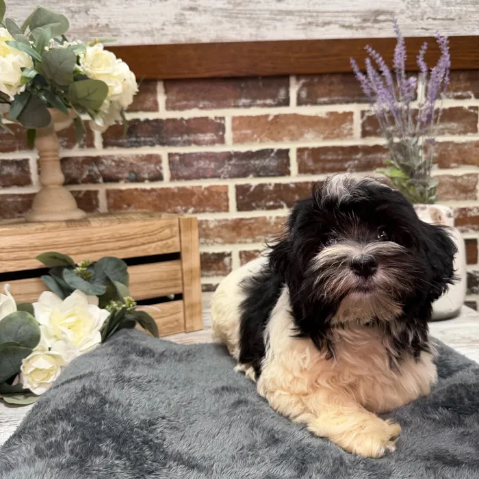 Male Havanese puppy for sale at Shake A Paw Union.