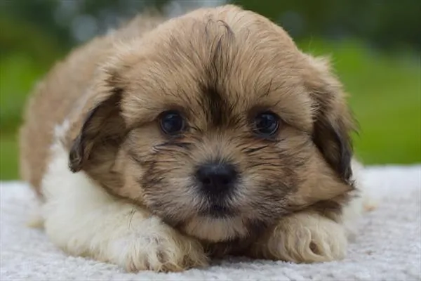 Female Shih Tzu / Bichon puppy for sale at Shake A Paw Green Brook.
