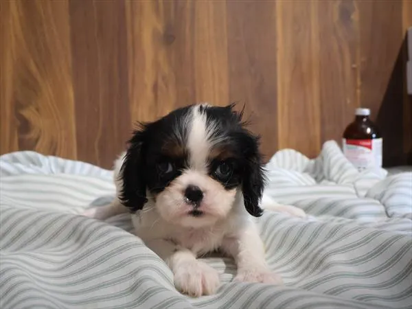 Female Cavalier King Charles Spaniel puppy for sale at Shake A Paw Green Brook.