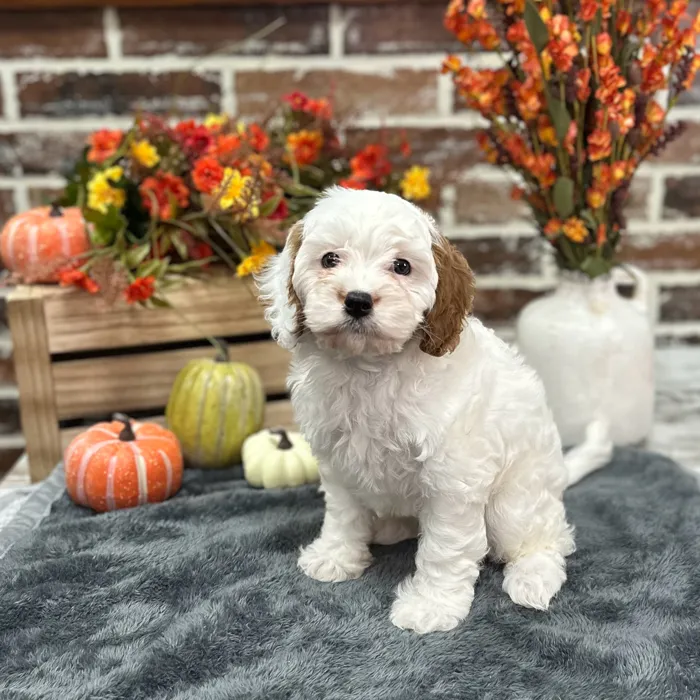 Female Cavapoo puppy for sale at Shake A Paw Union.