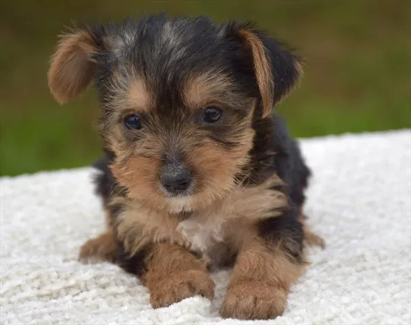Male Yorkshire Terrier puppy for sale at Shake A Paw Union.