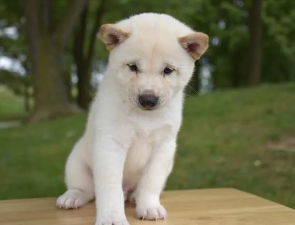 Male Shiba Inu puppy for sale at Shake A Paw Green Brook.