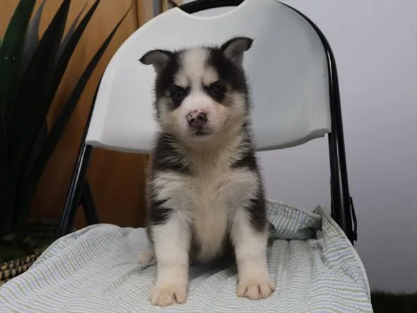 Male Pomsky puppy for sale at Shake A Paw Union.