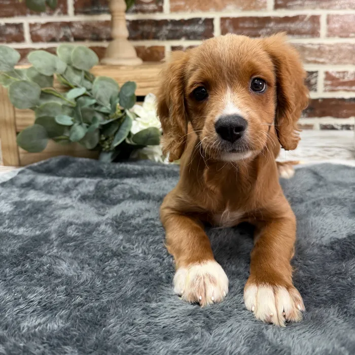 Male Cavapoo puppy for sale at Shake A Paw Union.