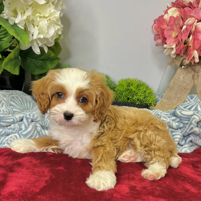 Male Cavapoo puppy for sale at Shake A Paw Green Brook.